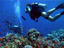 Diving and Snorkeling di Pulau Menjangan