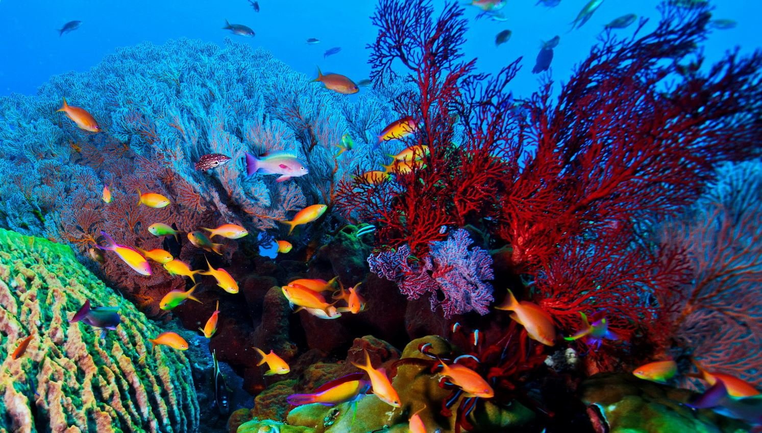 World-Class Diving and Snorkeling