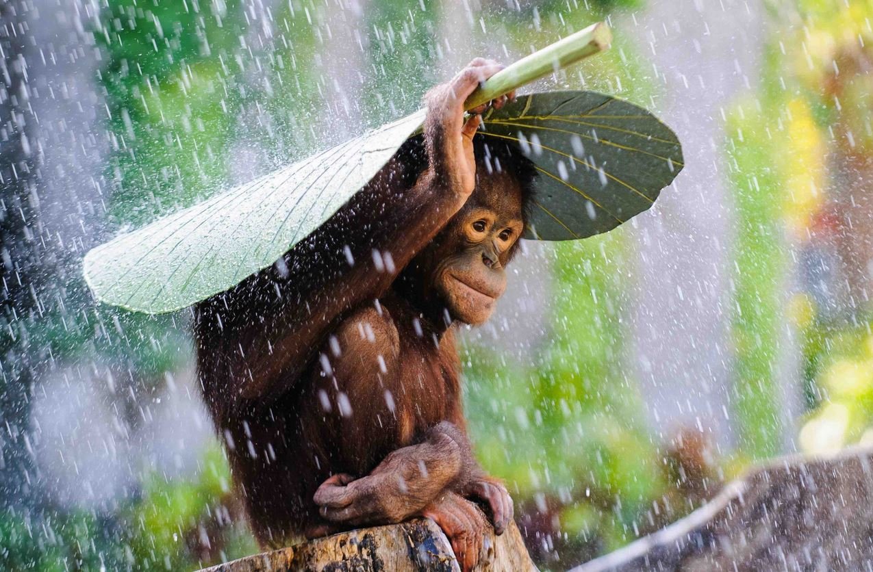 Bali Wildlife