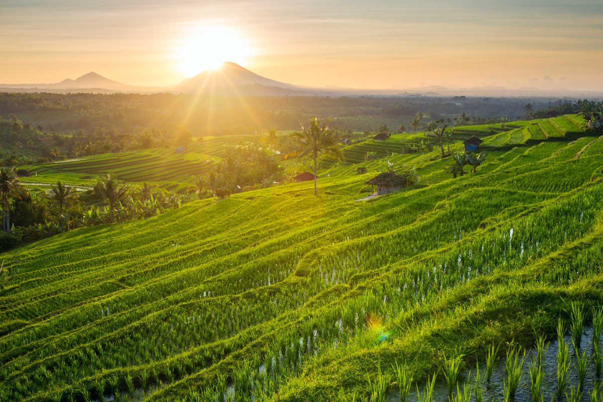 Bali’s Rice Fields Explained Tegalalang, Jatiluwih & More