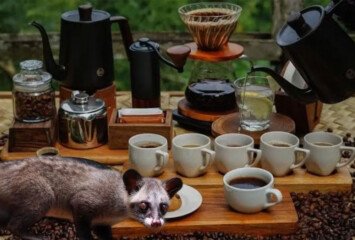 Rainforest Retreat: Kopi Luwak At The Edge
