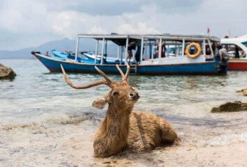 Menjangan Island Snorkel-Hike Adventure
