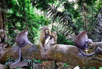 Sacred Monkey Forest Sanctuary