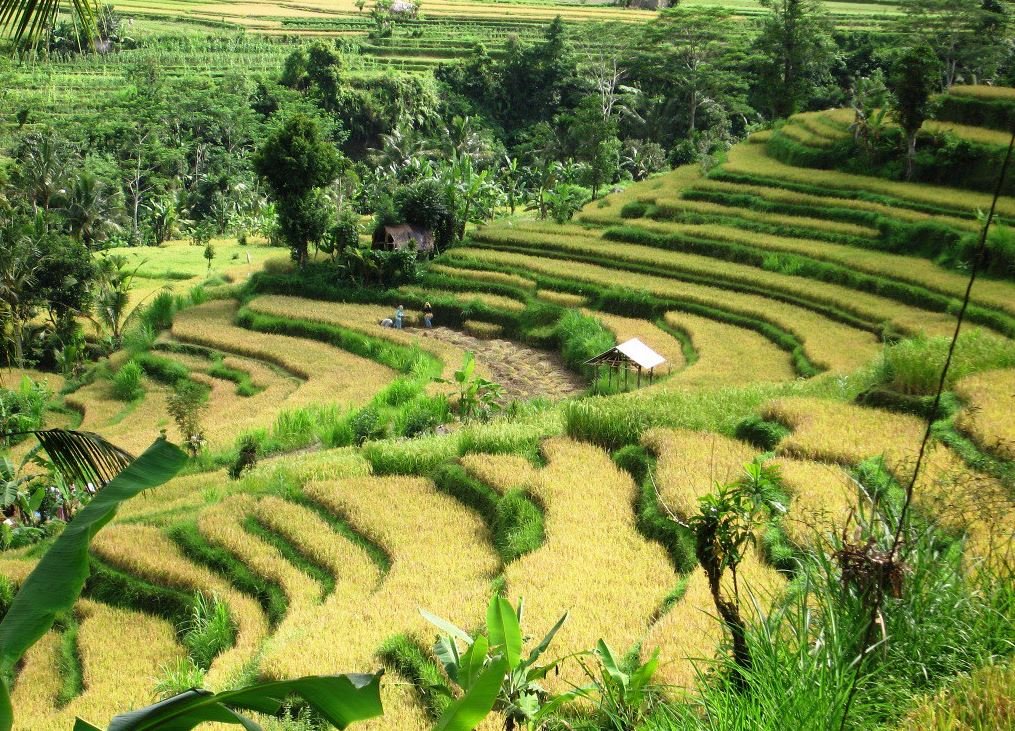Sidemen Rice Terraces