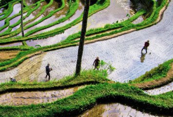 Subak Stories and Rice Field Rituals