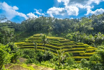 Tegallalang Rice Terraces - Nature's Masterpiece