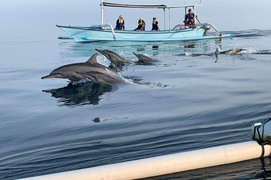 The Best Time of Year to See Dolphins in Lovina