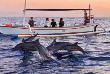 The Magic of Dolphin Encounters in Bali