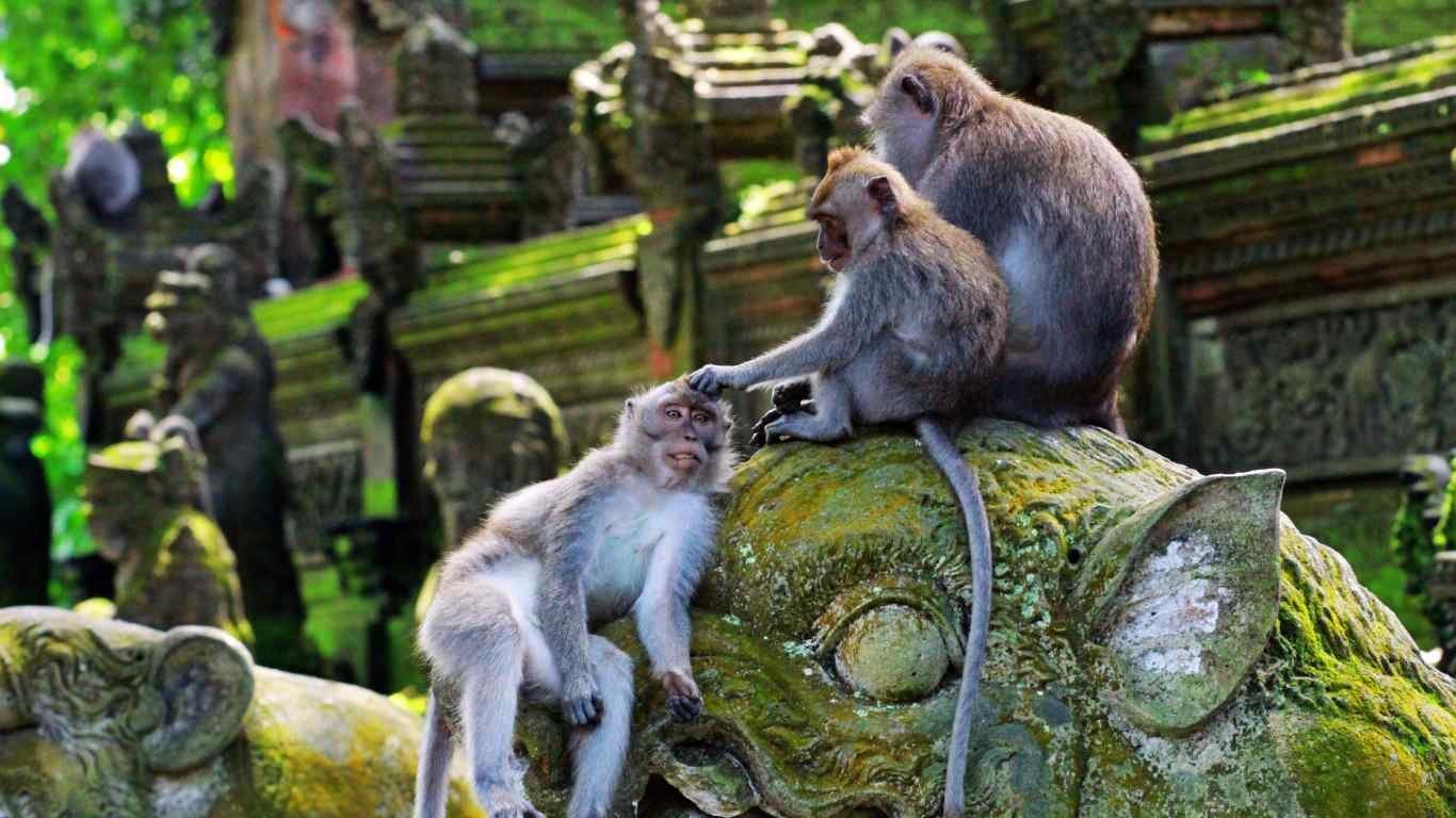 The Sacred Monkey Forest Sanctuary