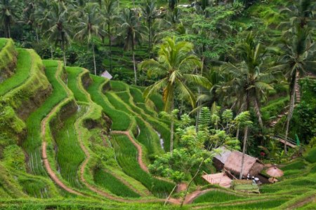 Ubud Ricefield