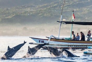 Where to See Dolphins in Bali (Without the Crowds)