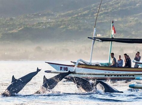 Where to See Dolphins in Bali (Without the Crowds)