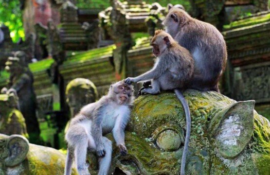 A Guide to Bali’s Sacred Monkey Forests