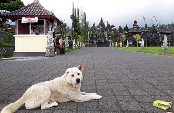 Bali’s Animal Sanctuaries