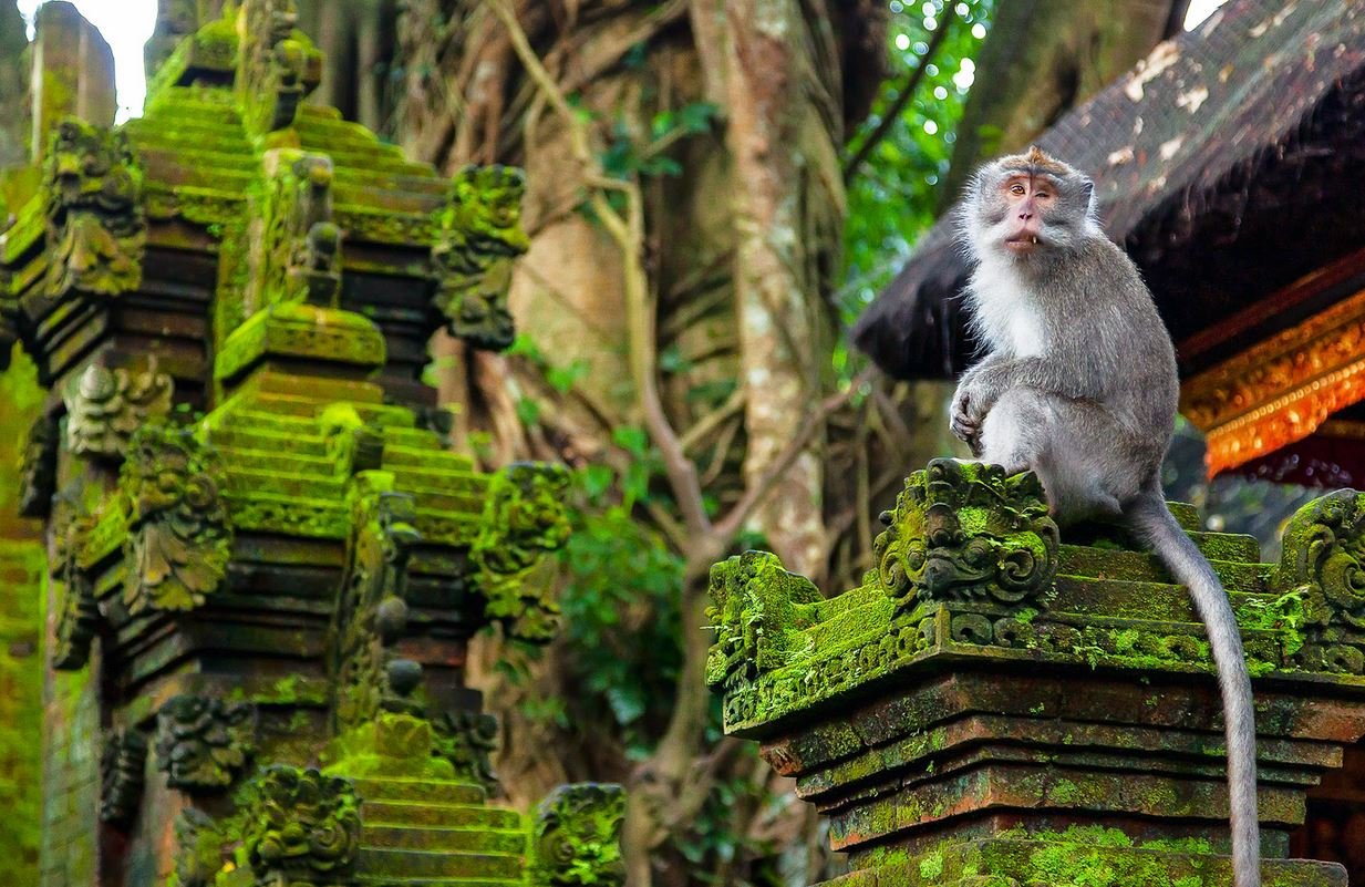 Getting Lost in the Enchanted Monkey Forest Sanctuary of Ubud