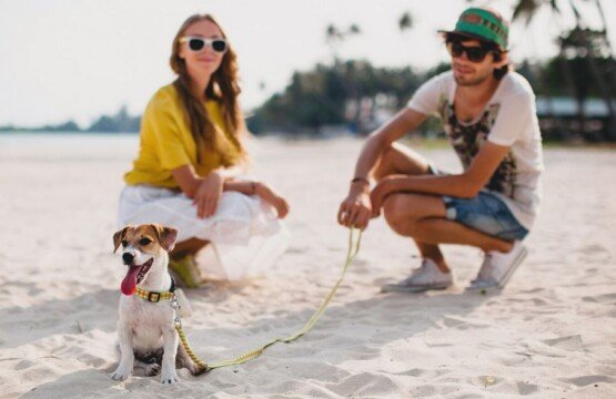 How to Travel Bali With Pets