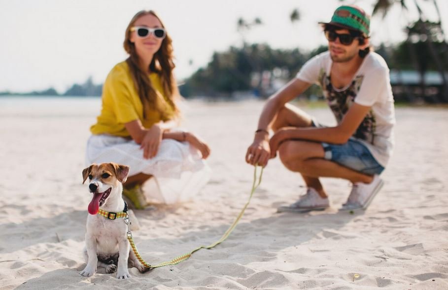 How to Travel Bali With Pets