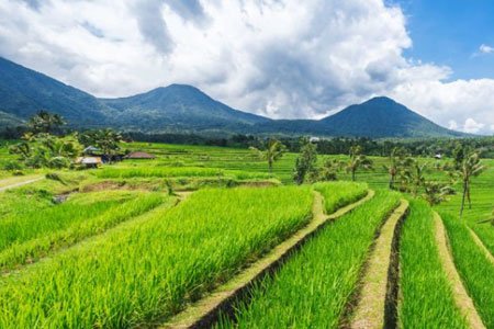 Jatiluwih’s Tiered Green Perfection