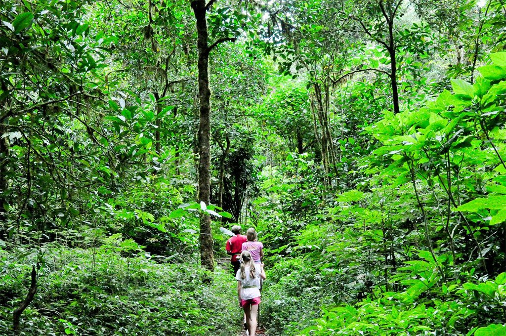 Jungle Trekking in Munduk