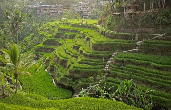 Kajeng Rice Field Walk