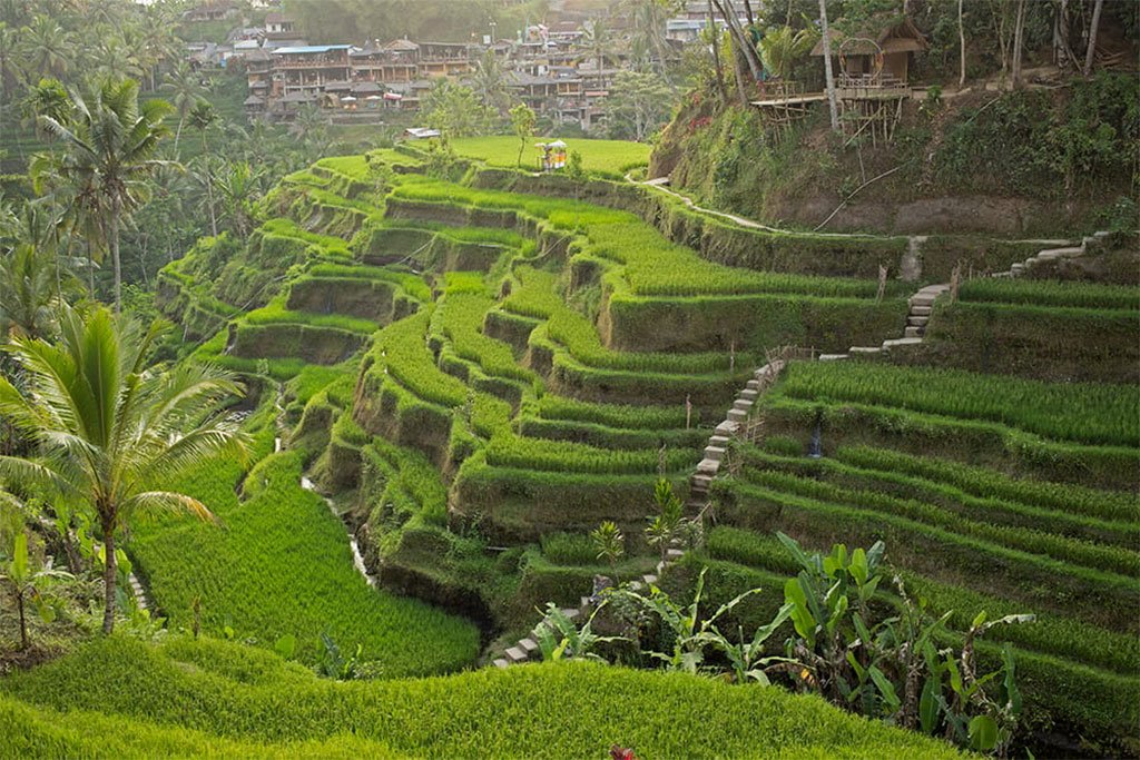 Kajeng Rice Field Walk