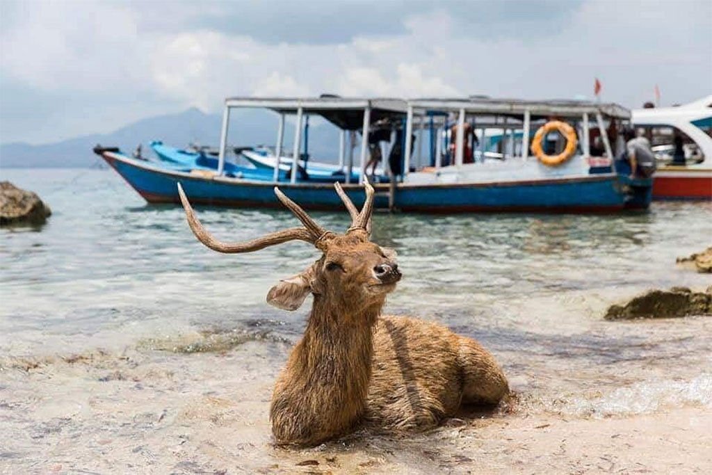 Menjangan Island Snorkel-Hike Adventure