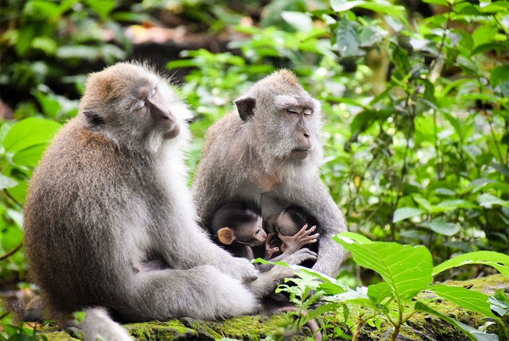 Monkey Forest Ubud