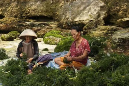 Nusa Penida Sustainable Seaweed Farming & East Tour