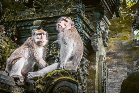 Sacred Monkey Forest Sanctuary Ubud