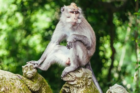 Sacred Monkey Forest, Ubud