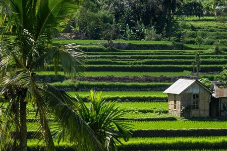 Sidemen Rice Terraces