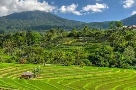 Subak Sari Bali, Rice Terraces Off the Beaten Path