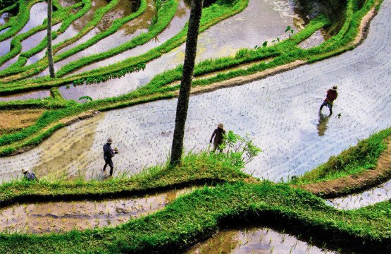 Subak Stories and Rice Field Rituals