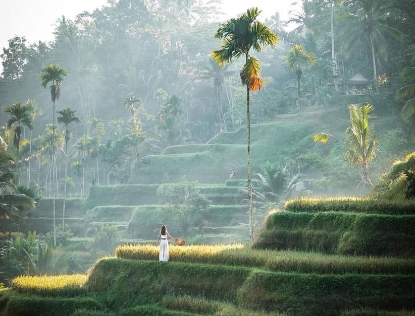 Sunrise in Ubud & Rice Terrace Wonders