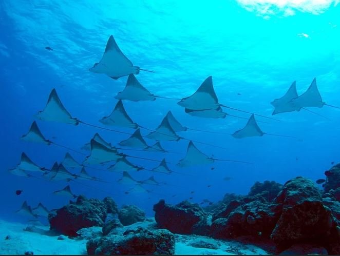 Swimming with Manta Rays in the Crystal Waters of Nusa Penida