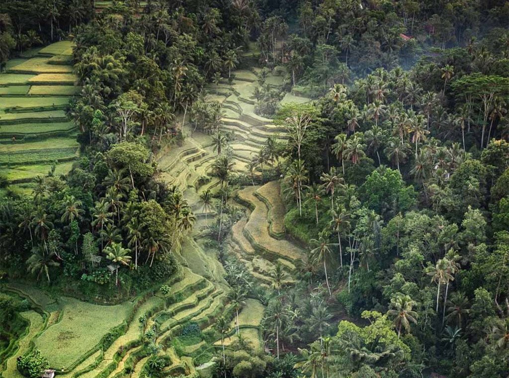 Tegalalang Canyon