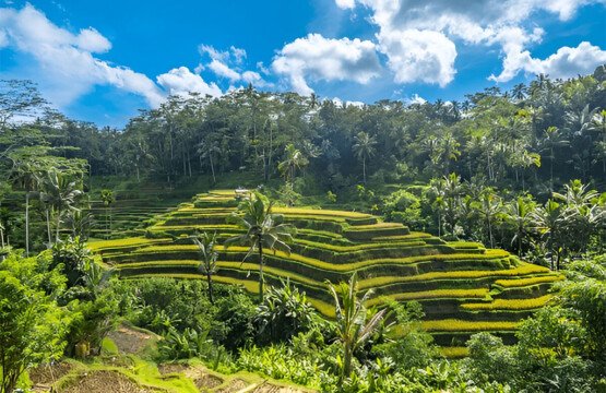 Tegalalang Rice Terraces