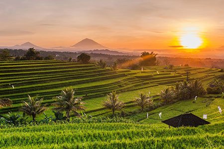  Tegalalang’s Verdant Rice Terraces