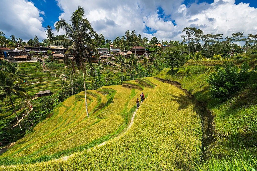 Tegallalang Rice Terraces A Living Canvas