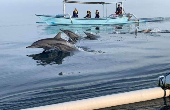 The Best Time of Year to See Dolphins in Lovina