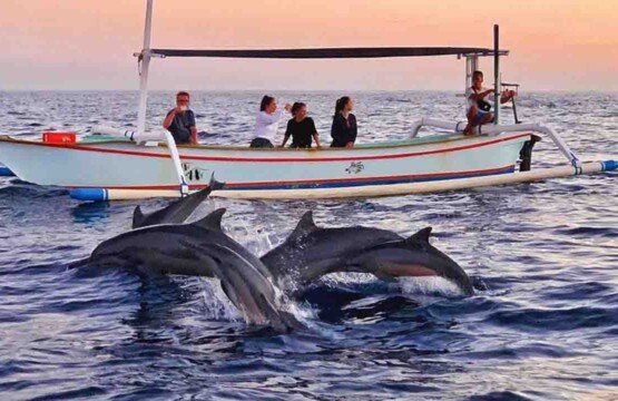 The Magic of Dolphin Encounters in Bali