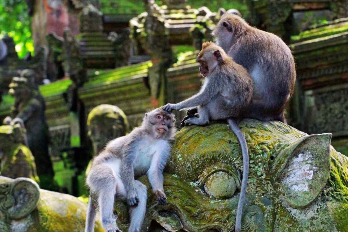 The Sacred Monkey Forest Sanctuary