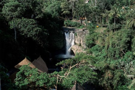 Ubud’s Jungle
