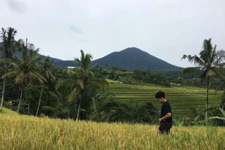 Ubud's Rice Terraces
