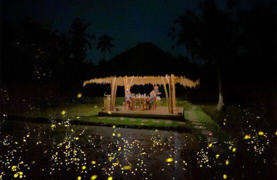 Where to See Fireflies in Bali at Night